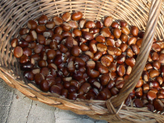 cesto di castagne