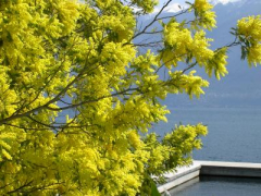 fioritura delle mimose